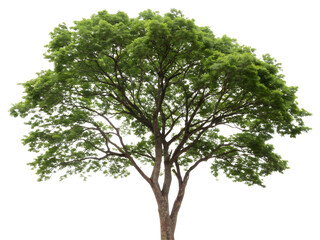 tree isolated on white background