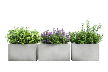 Three rectangular concrete planters filled with lush green herbs and delicate purple flowers isolated on transparent background