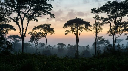 Silhouette of trees at sunrise in a misty forest.