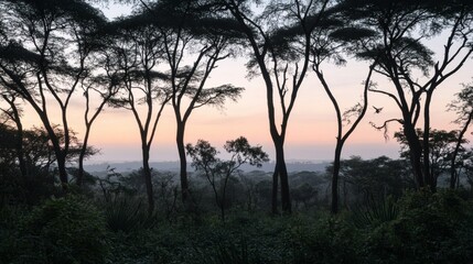Silhouette of trees at sunrise over a landscape.