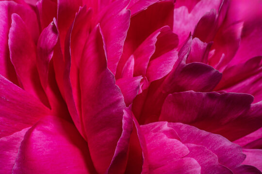 Fototapeta Close up of vibrant pink peony petals in full bloom