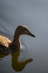 duck on the water