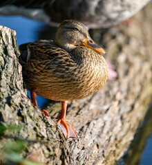 female mallard duck full body
