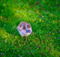 baby duck on the field