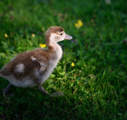 duckling on a grass