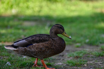 duck on the grass