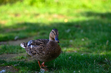 duck in the grass