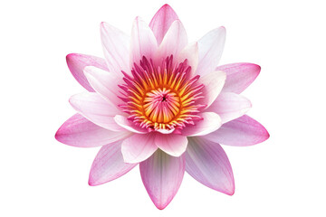 Vibrant pink and white water lily bloom with detailed center isolated on transparent background