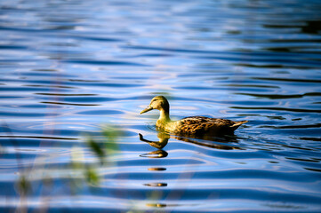 duck on the water