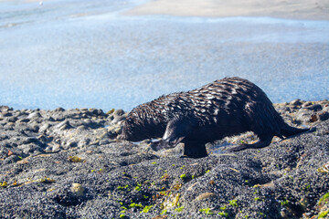 Fototapeta premium Otter Walking on Rocky Shoreline