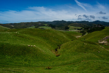 Naklejka premium Rolling Green Hills with Grazing Sheep