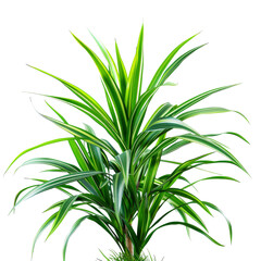 Fototapeta premium Vibrant, lush plant with pointed, variegated leaves
