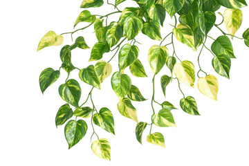 Obraz premium Vibrant green and yellow variegated heart shaped leaves cascading downward isolated on transparent background