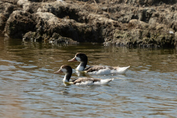 Tadorne de Belon,Tadorna tadorna, Common Shelduck, immature