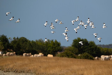 Avocette élégante, Recurvirostra avosetta, Pied Avocet, Marais Breton, Vendée, 85, France