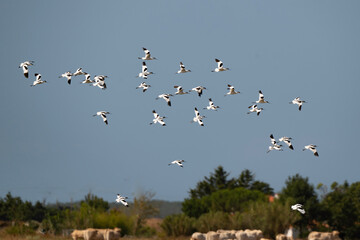 Avocette élégante, Recurvirostra avosetta, Pied Avocet, Marais Breton, Vendée, 85, France