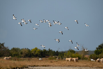 Avocette élégante, Recurvirostra avosetta, Pied Avocet, Marais Breton, Vendée, 85, France