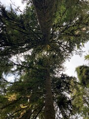 Silhouette of Tall Trees from Below