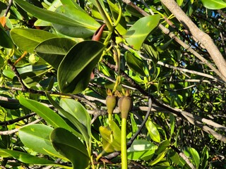 This is the fruit of the mangrove plant or also called the mangrove plant in summer season.