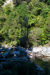 Serene River Scene in Lush Greenery