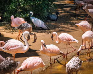 A flock of flamingos are walking in a field