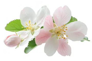 Delicate spring blossom cluster featuring soft pink and pale petals with green leaves isolated on transparent background