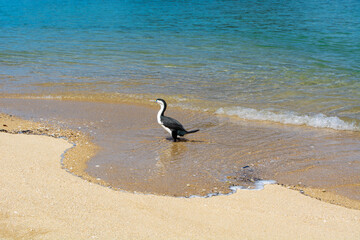Solitary Bird on Sandy Beach