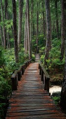 Obraz premium Wooden path through a lush, dark forest