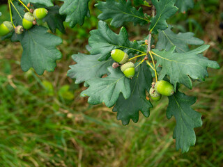 Oak tree leaves with acorns