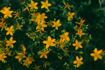 A cluster of bright yellow flowers blooming in their natural habitat. A close-up of vibrant yellow wildflowers, showcasing intricate details of petals, stamens, set against a lush green dark backdrop.
