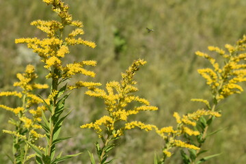 field of yellow flowers