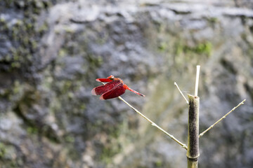 A beautiful red dragonfly (Neurothemis taiwanensis).