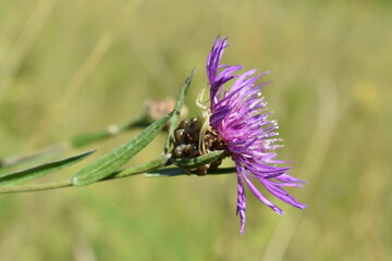 spider under a flower