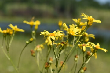 yellow flowers in a field