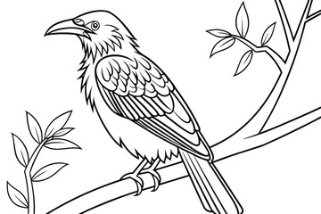 coloring page line art the weaverbird black vector