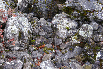 moss on rock