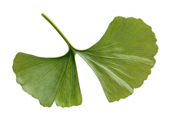 A single vibrant green ginkgo biloba leaf showcasing its unique fan shape and intricate vein patterns isolated on transparent background