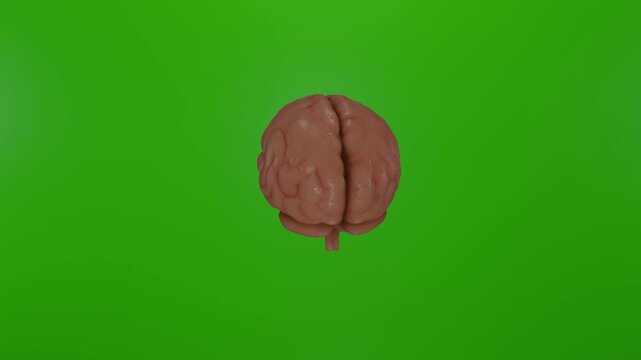 3D realistic human brain model rotating 360 degrees on vibrant chroma key green screen, dynamic spinning motion on alpha channel background, detailed brain anatomy, medical , scientific visualization.