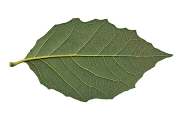 Detailed view of a single green leaf with visible veins and serrated edges isolated on transparent background