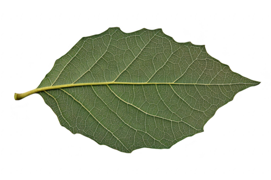 Detailed view of a single green leaf with visible veins and serrated edges isolated on transparent background - Powered by Adobe