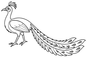 coloring page line art the lyrebird black vector