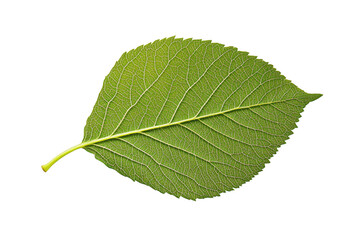 Obraz premium A single vibrant green deciduous leaf with prominent veins and a textured surface isolated on transparent background
