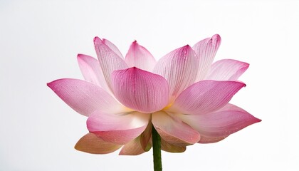 pink lotus flower in full bloom against white background