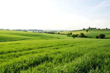 beautiful view with a field of green wheat