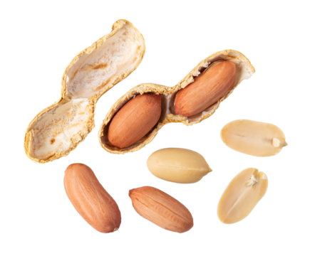 Peanuts with shell and peeled peanuts on transparent background