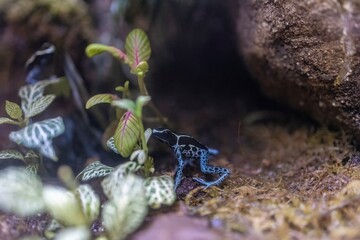 Dyeing poison dart frog