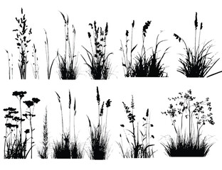 Silhouette collection of diverse meadow plants and grasses vector design element isolated on white background for graphic projects