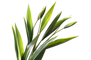 Obraz premium Fresh green grass isolated on white background close-up nature leaves organic garden herbs summer growth