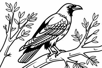 coloring page line art the mynah black vector