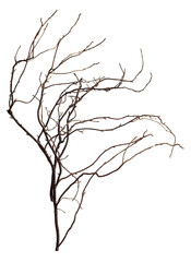 Obraz premium The intricately entwined withered branch of a bush on a white background.